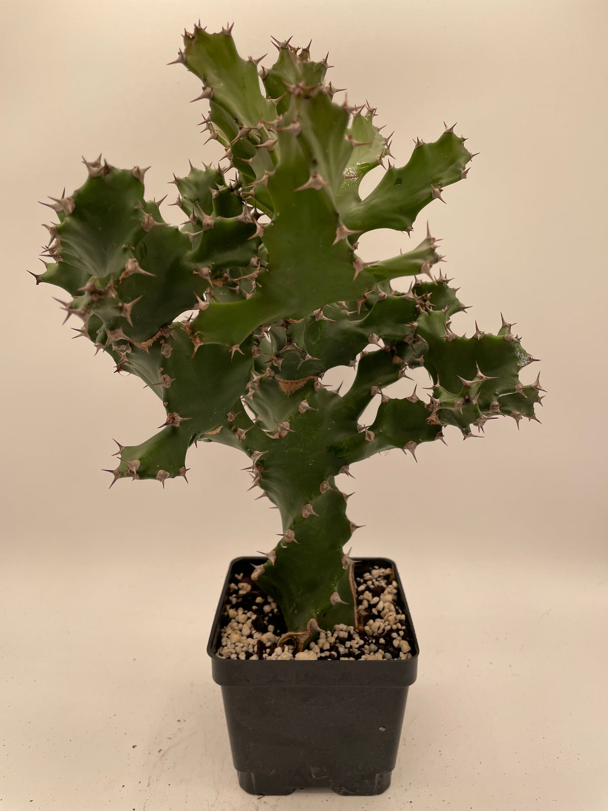 Euphorbia Tortilis - Spiral Euphorbia - 4.5" Pot Twisted Spurge - OVERSIZED!