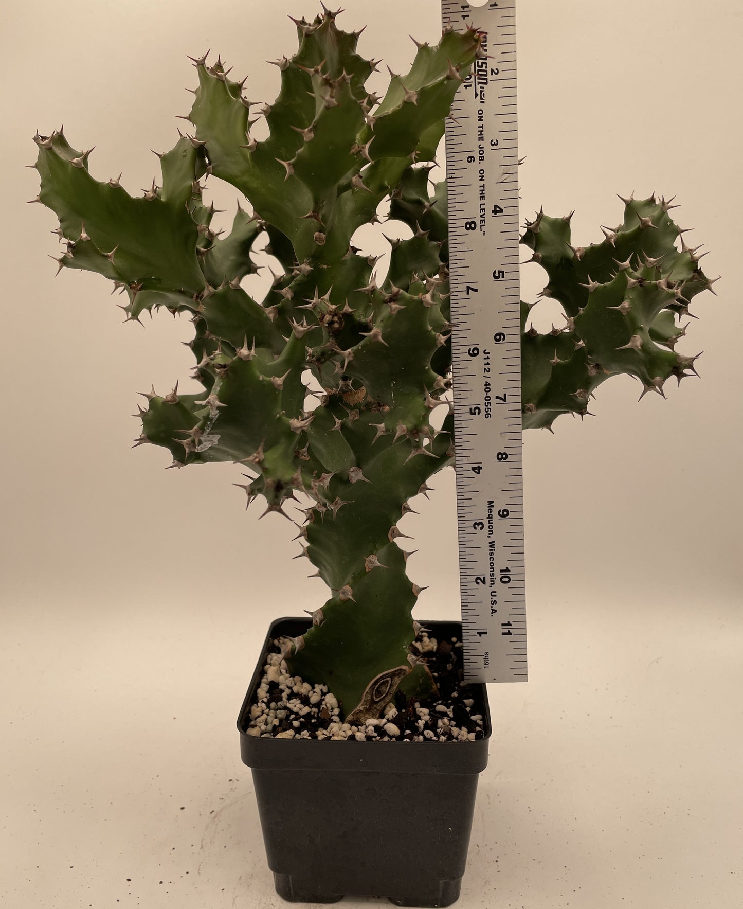 Euphorbia Tortilis - Grown in 5" Pot - Spiral Euphorbia Super Healthy! Exact Plant HUGE!