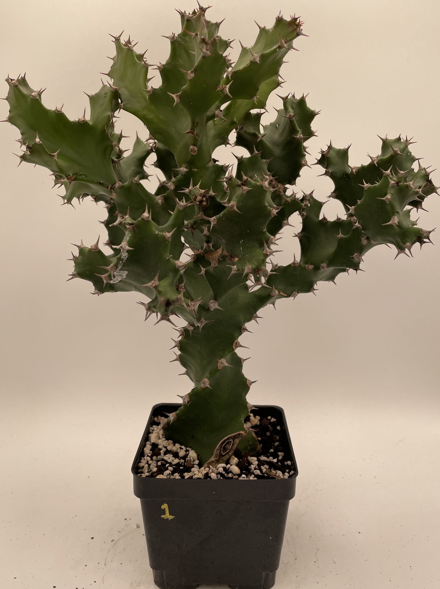 Euphorbia Tortilis - Grown in 5" Pot - Spiral Euphorbia Super Healthy! Exact Plant HUGE!
