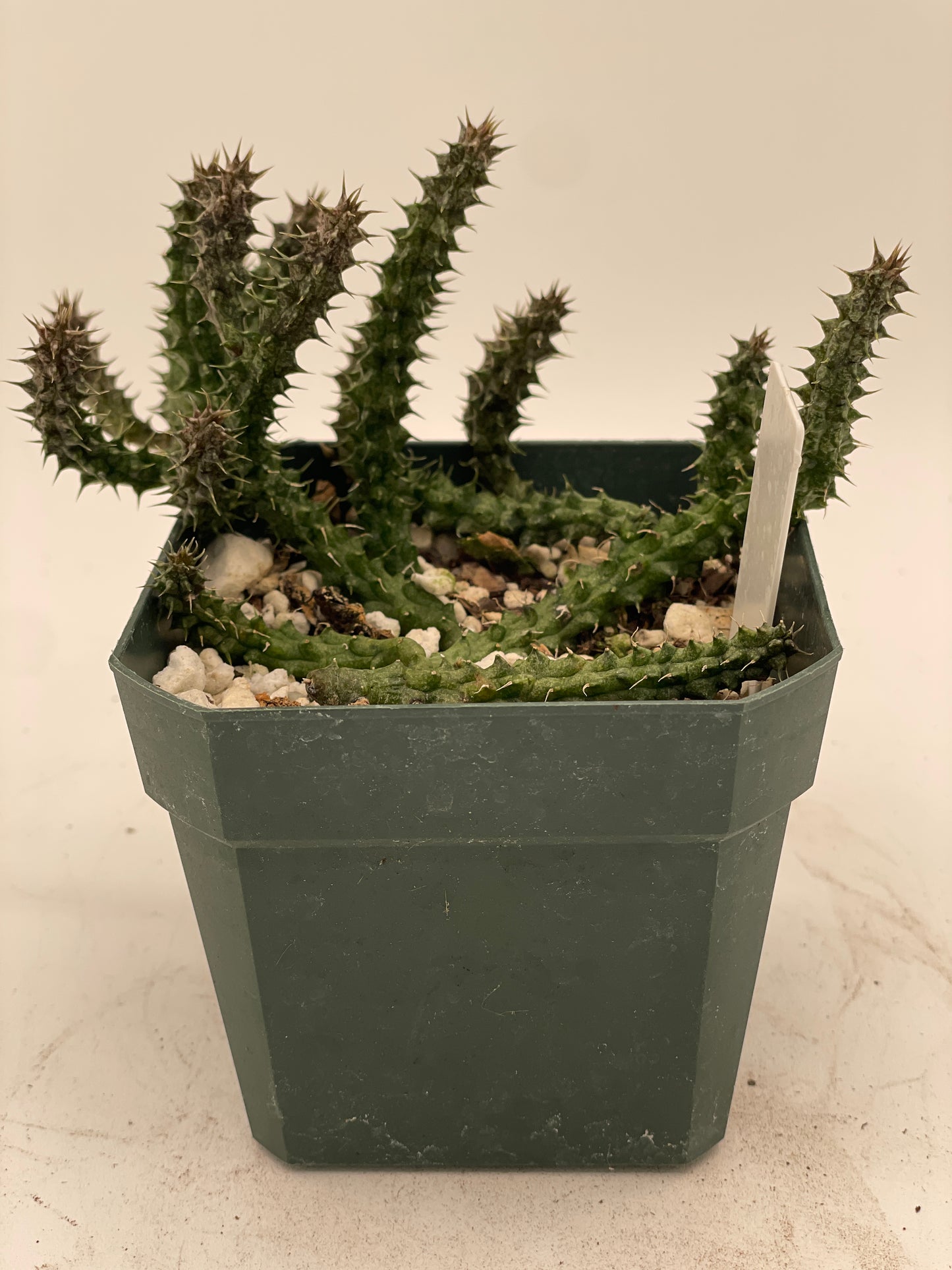 Stapelianthus Decaryi Extremely Rare - Exact Plant! - VERY FULL - Growing In 3.5" Pot - Cannot Ship To California or Arizona!