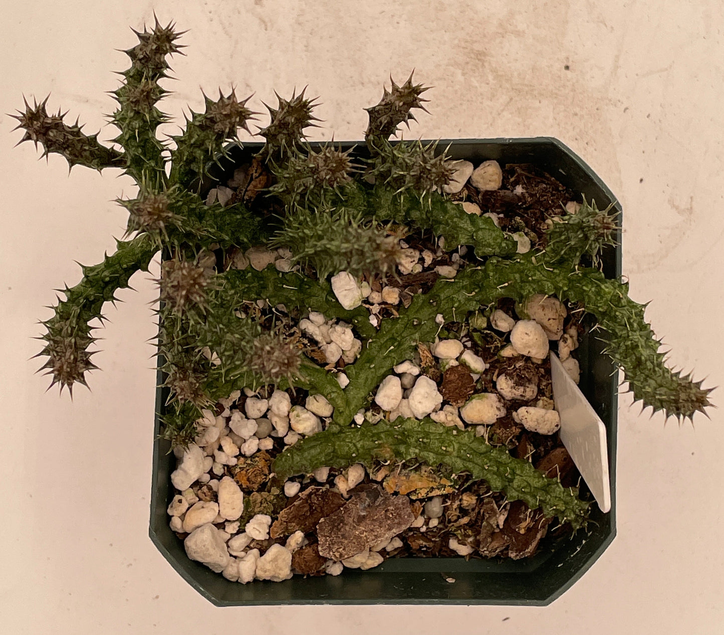 Stapelianthus Decaryi Extremely Rare - Exact Plant! - VERY FULL - Growing In 3.5" Pot - Cannot Ship To California or Arizona!
