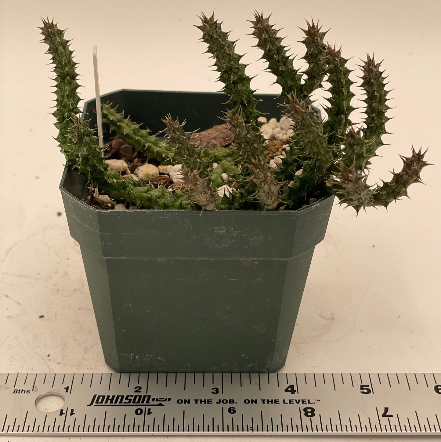 Stapelianthus Decaryi Extremely Rare - Exact Plant! - VERY FULL - Growing In 3.5" Pot - Cannot Ship To California or Arizona!