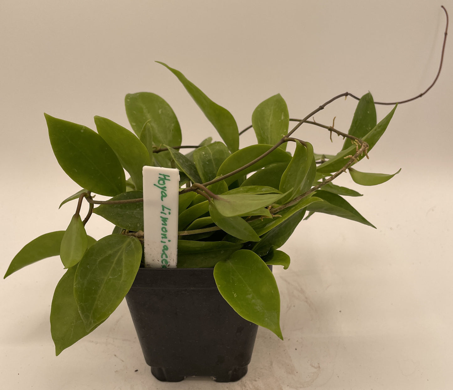 Hoya Limoniaca RARE! Rooted, Mature & Well Grown in 3.5" pot