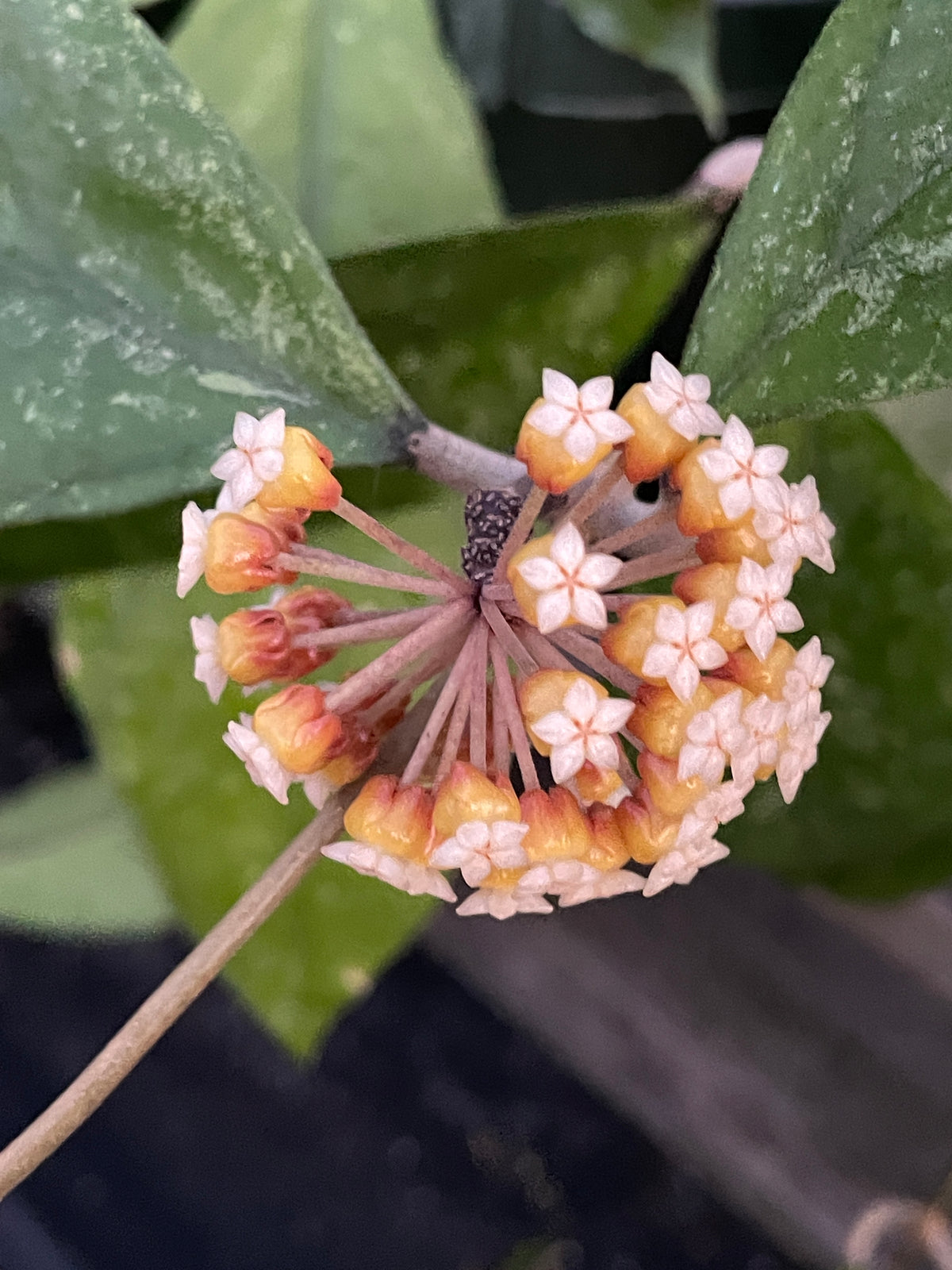 Hoya 'Chicken Farm' - Rooted In 3.5" pot - Rare - Has Multiple Nodes!