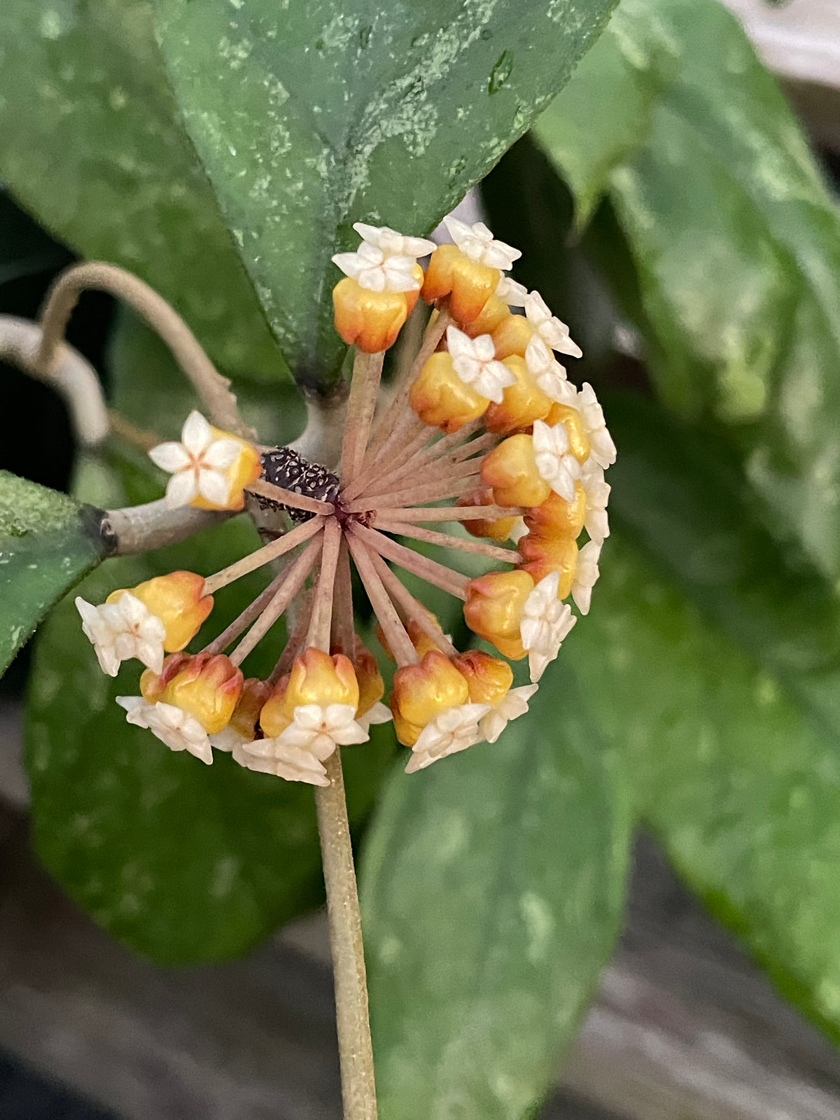 Hoya 'Chicken Farm' - Rooted In 3.5" pot - Rare - Has Multiple Nodes!