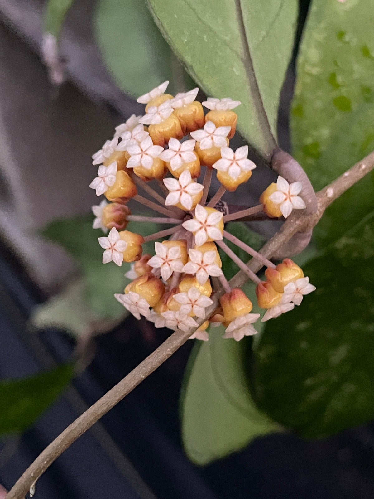 Hoya 'Chicken Farm' - Rooted In 3.5" pot - Rare - Has Multiple Nodes!