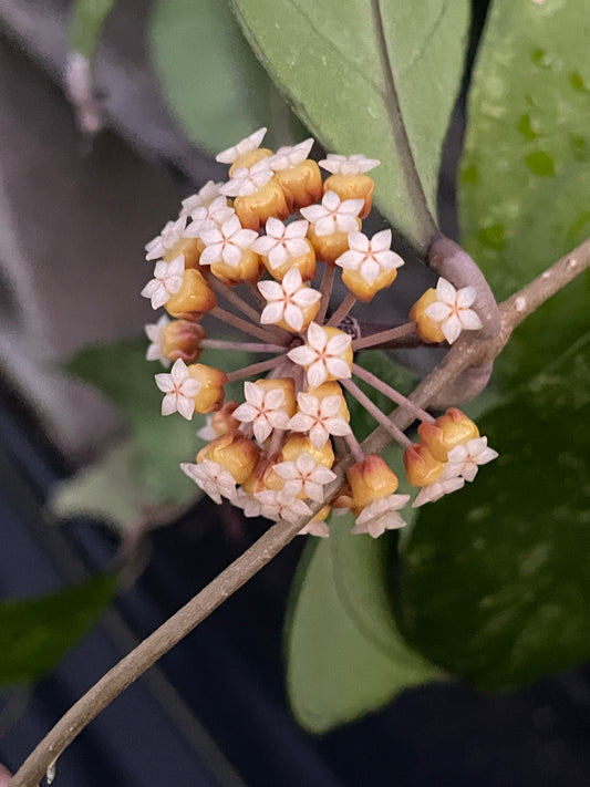 Hoya 'Chicken Farm' - Rooted In 3.5" pot - Rare - Has Multiple Nodes!