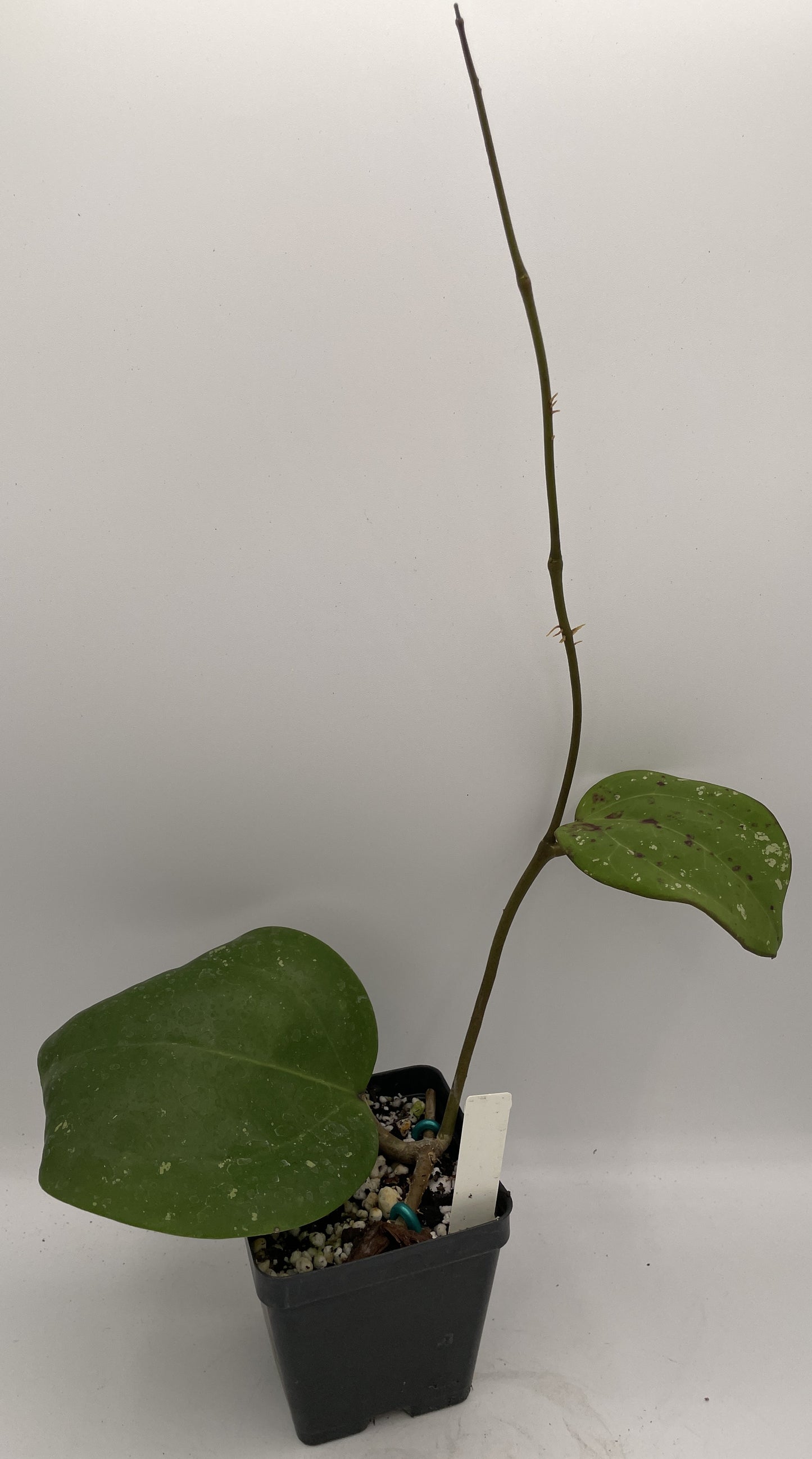 Hoya loyceandrewsiana -Rooted- 3.5" Pot- FKA Latifolia IML 008- Dinnerplate Type