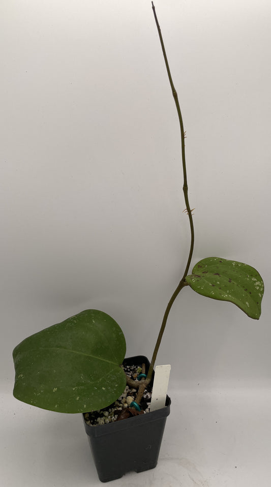 Hoya loyceandrewsiana -Rooted- 3.5" Pot- FKA Latifolia IML 008- Dinnerplate Type