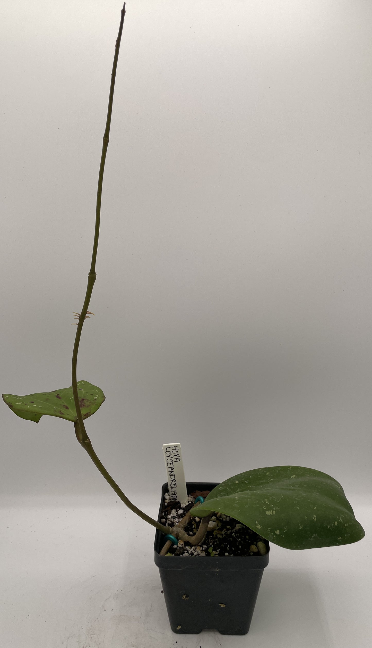 Hoya loyceandrewsiana -Rooted- 3.5" Pot- FKA Latifolia IML 008- Dinnerplate Type