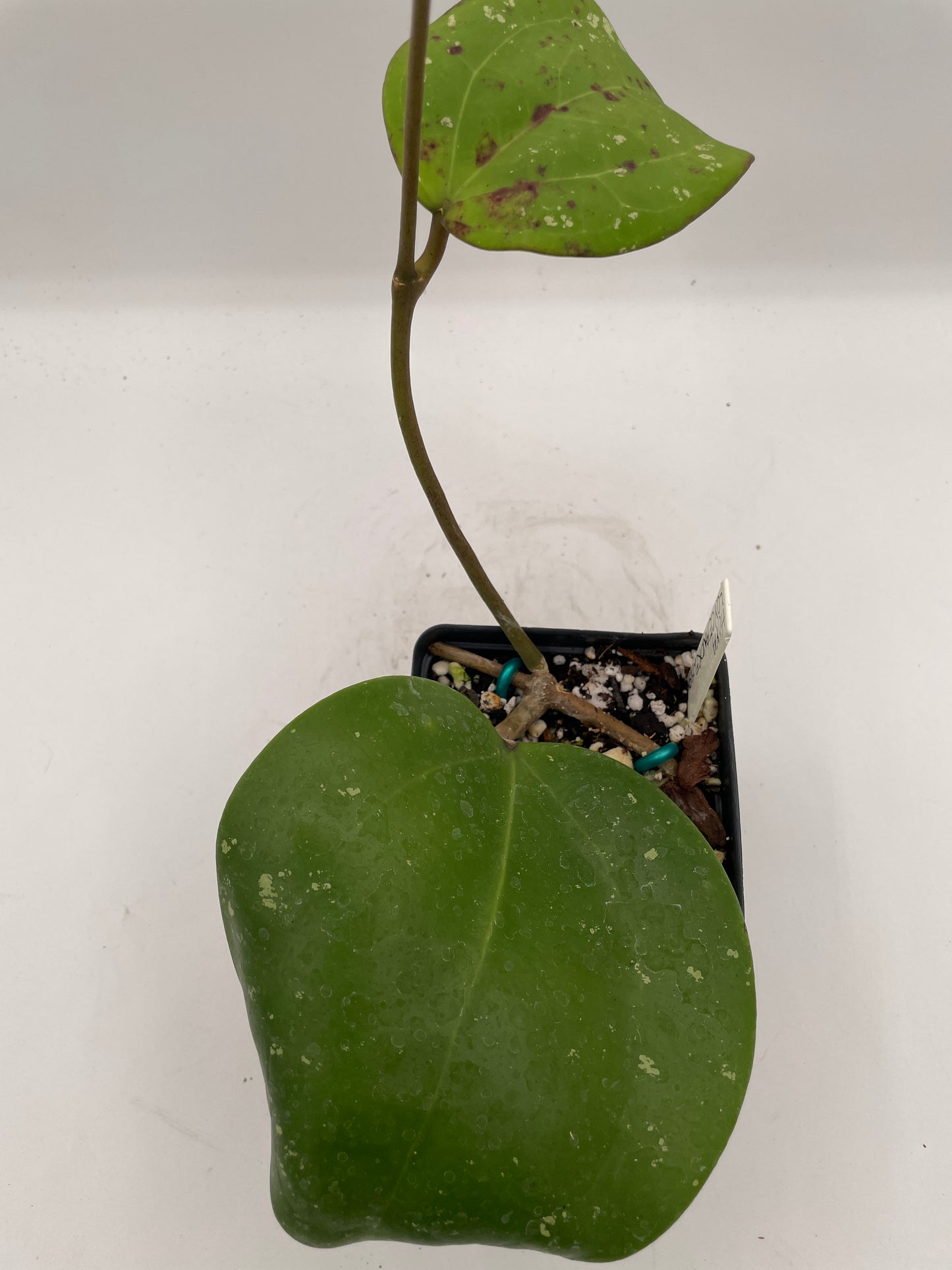 Hoya loyceandrewsiana -Rooted- 3.5" Pot- FKA Latifolia IML 008- Dinnerplate Type