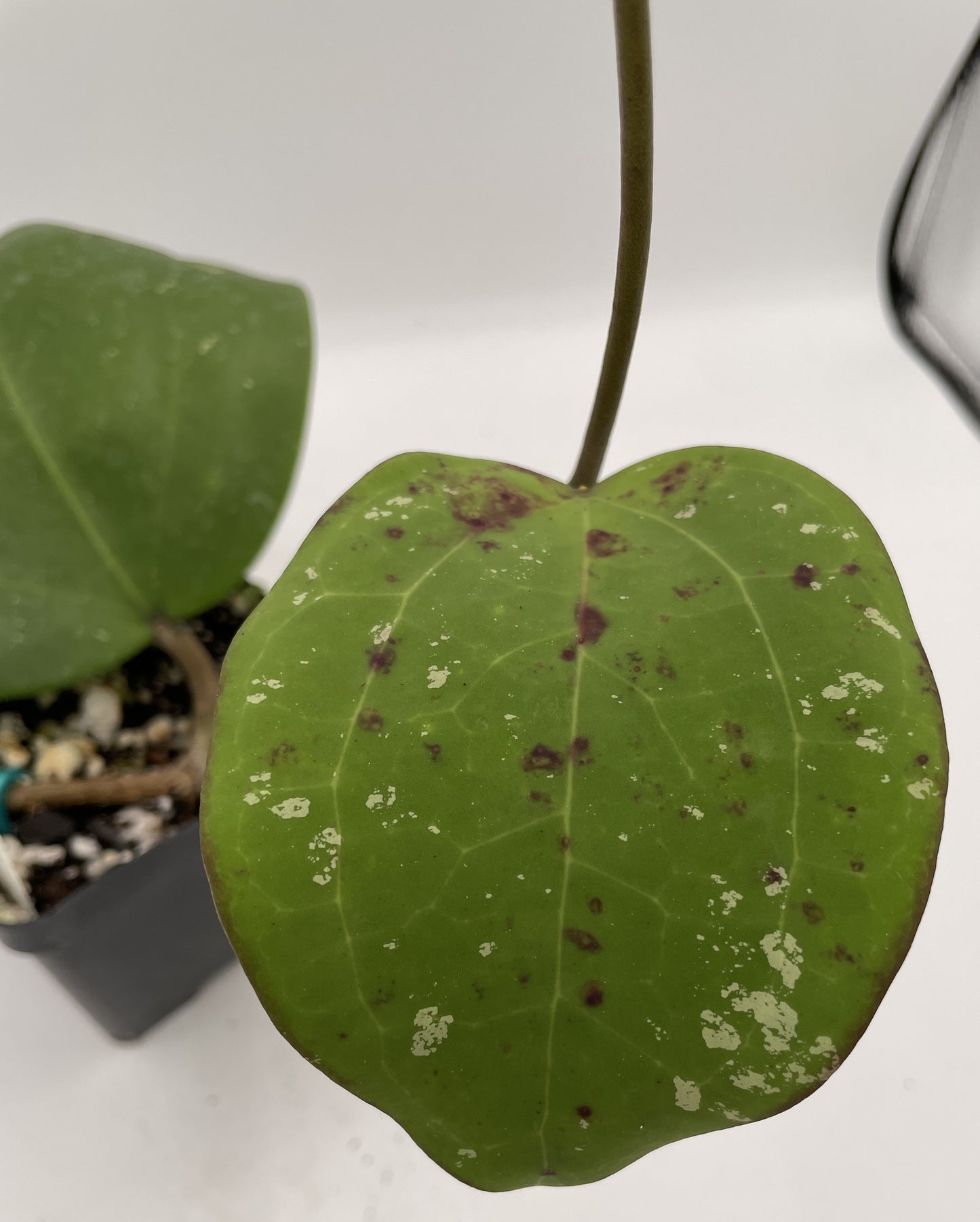 Hoya loyceandrewsiana -Rooted- 3.5" Pot- FKA Latifolia IML 008- Dinnerplate Type