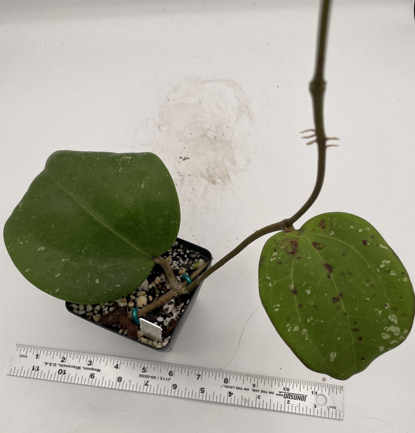 Hoya loyceandrewsiana -Rooted- 3.5" Pot- FKA Latifolia IML 008- Dinnerplate Type