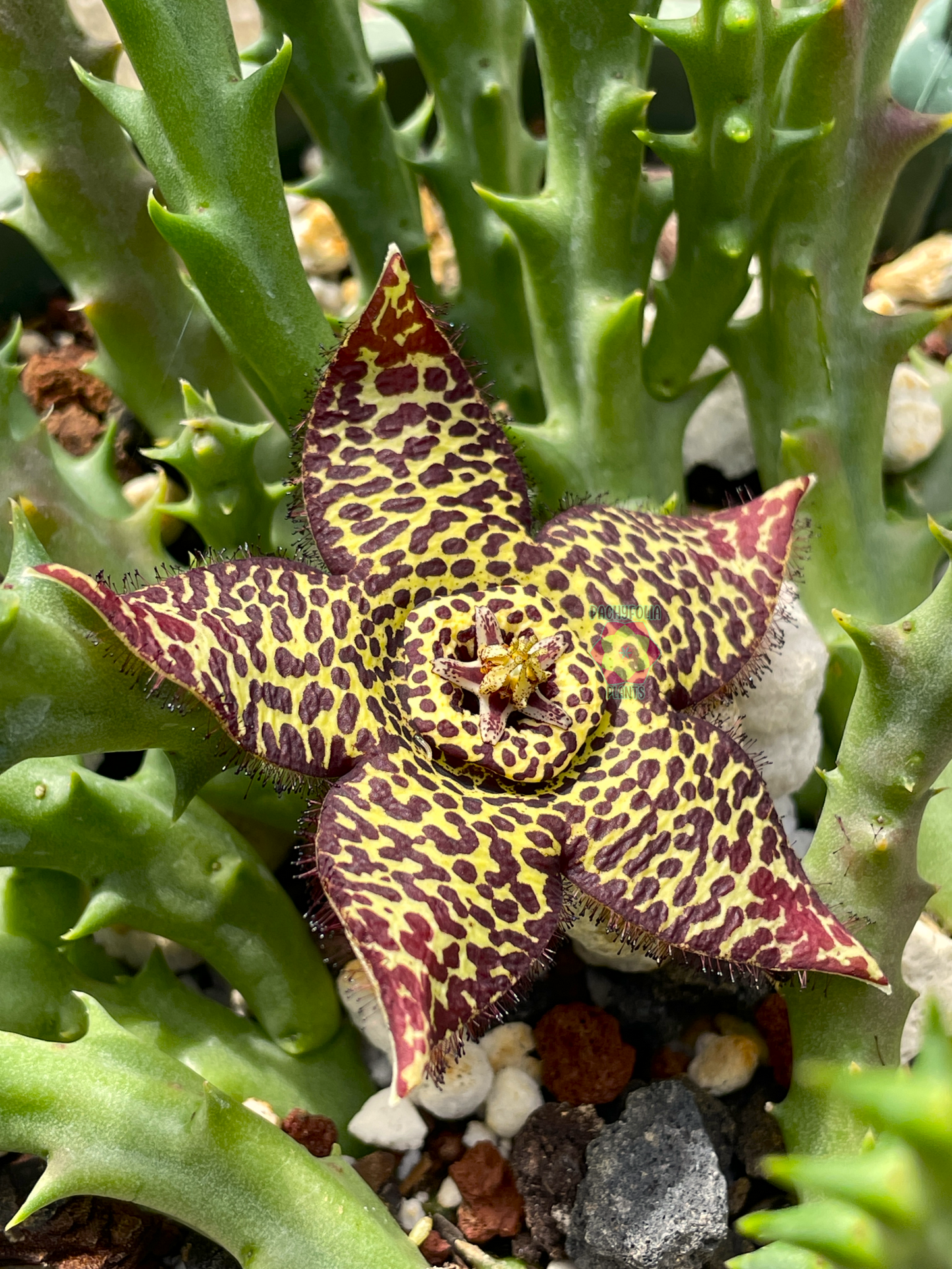 Orbea Halipedicola - Yellow Flower Form - Rooted in 3.5" Pot - RARE