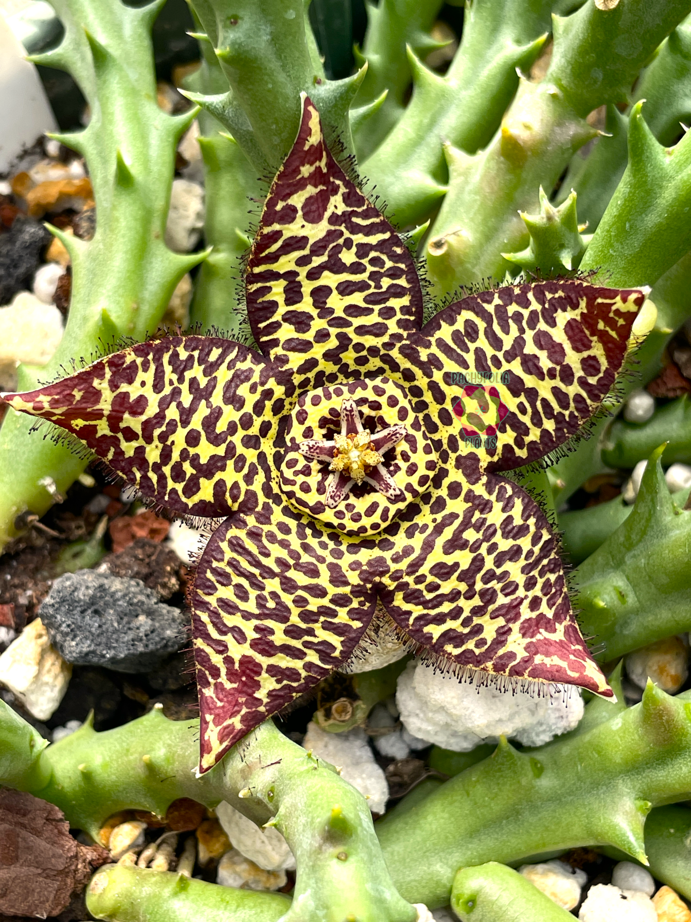 Orbea Halipedicola - Yellow Flower Form - Rooted in 3.5" Pot - RARE
