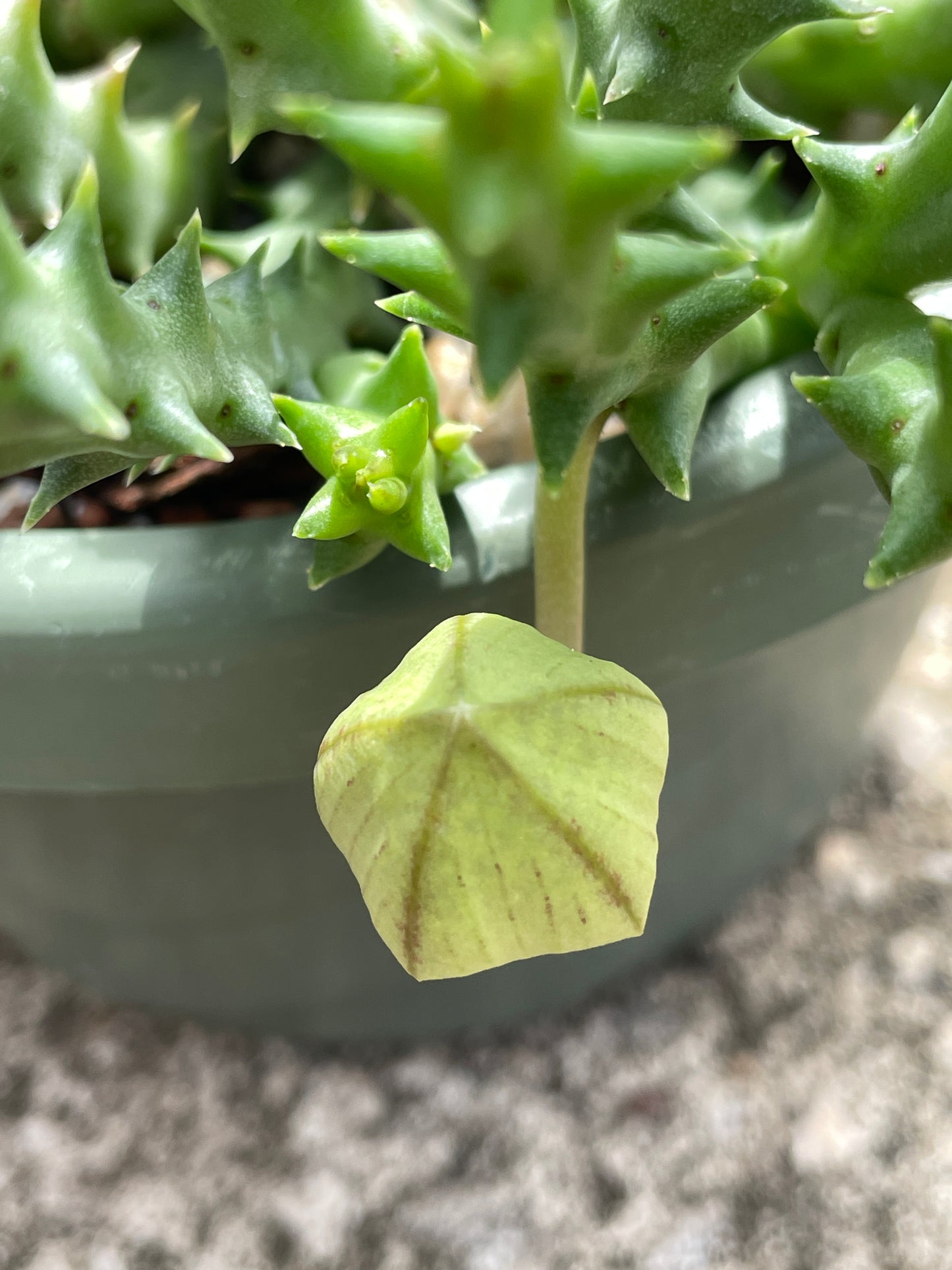 Orbea Halipedicola - Yellow Flower Form - Rooted in 3.5" Pot - RARE