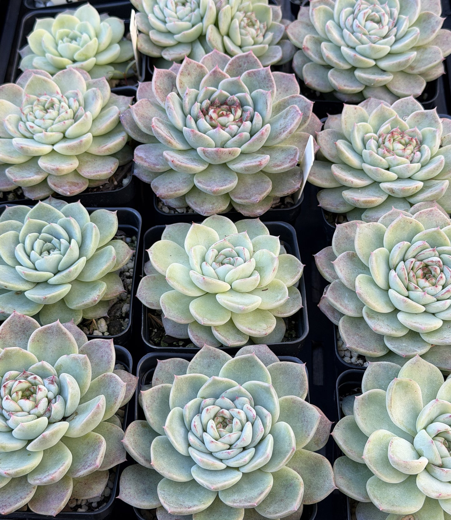 Echeveria 'Red Velvet' - Hens And Chicks - Ships in 3.5” pot