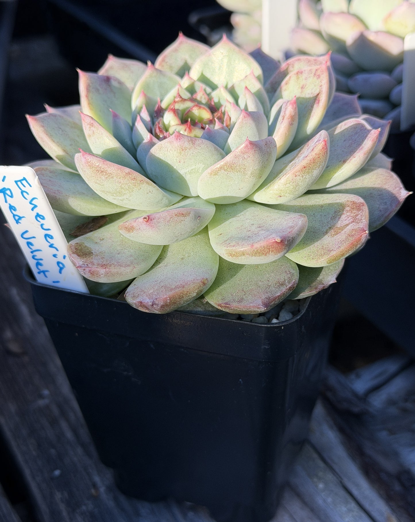 Echeveria 'Red Velvet' - Hens And Chicks - Ships in 3.5” pot