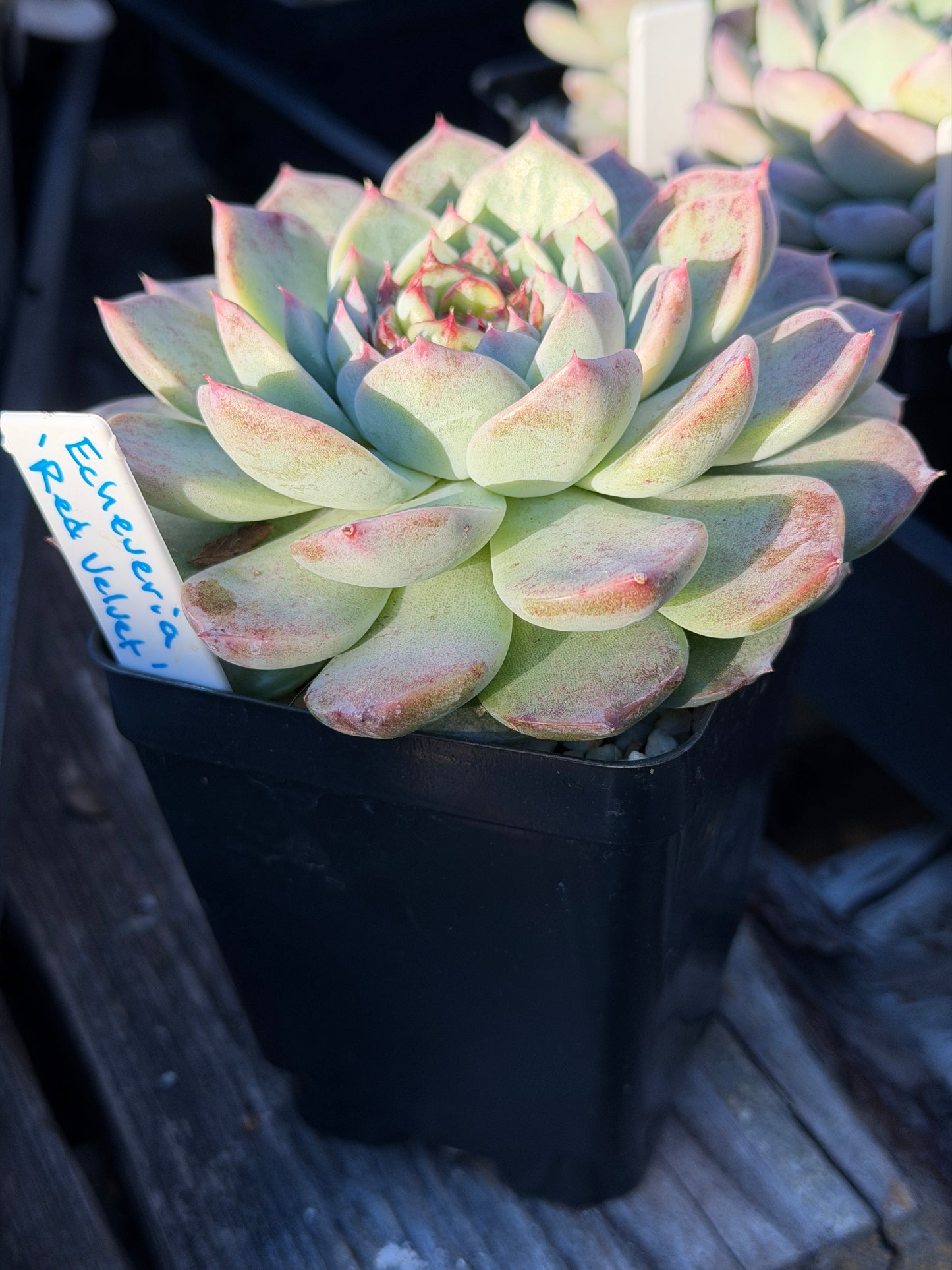 Echeveria 'Red Velvet' - Hens And Chicks - Ships in 3.5” pot