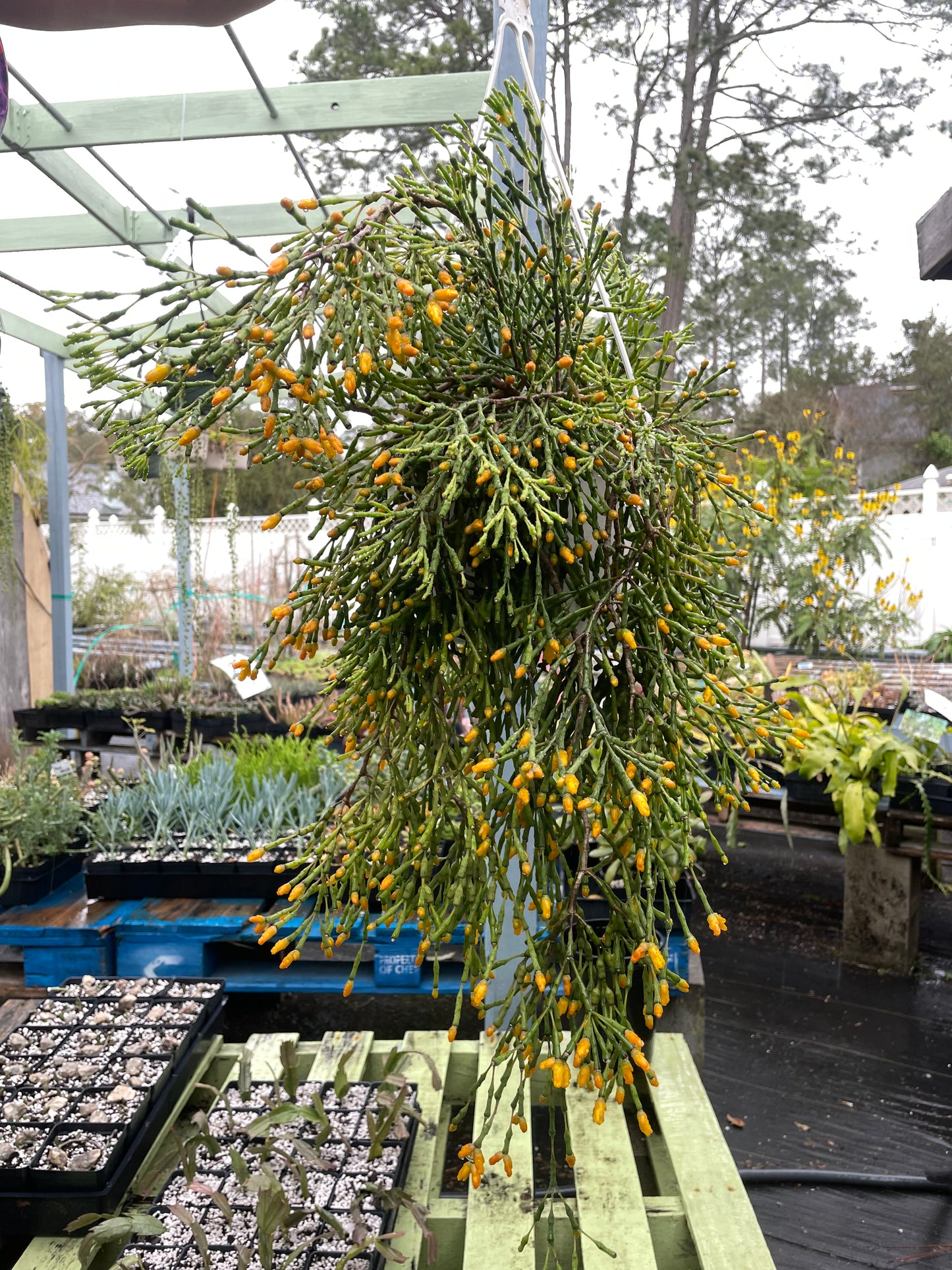 Hatiora Salicornioides Cactus Ready For Hanging Basket - Ships In 3.5" Pot , Well-Rooted! Cannot Ship To California/Arizona