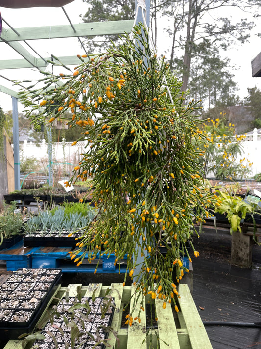 Hatiora Salicornioides Cactus Ready For Hanging Basket - Ships In 3.5" Pot , Well-Rooted! Cannot Ship To California/Arizona
