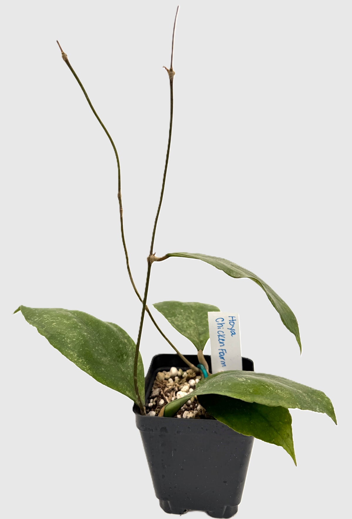 Hoya 'Chicken Farm' - Rooted In 3.5" pot - Rare - Has Multiple Nodes!