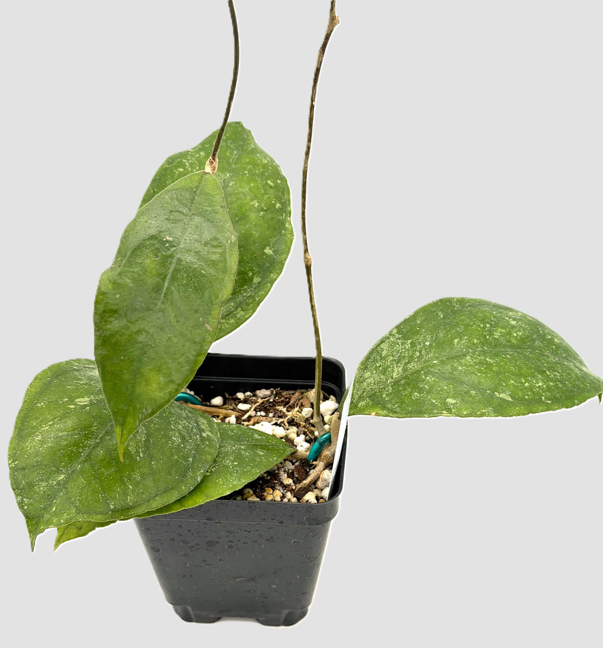 Hoya 'Chicken Farm' - Rooted In 3.5" pot - Rare - Has Multiple Nodes!