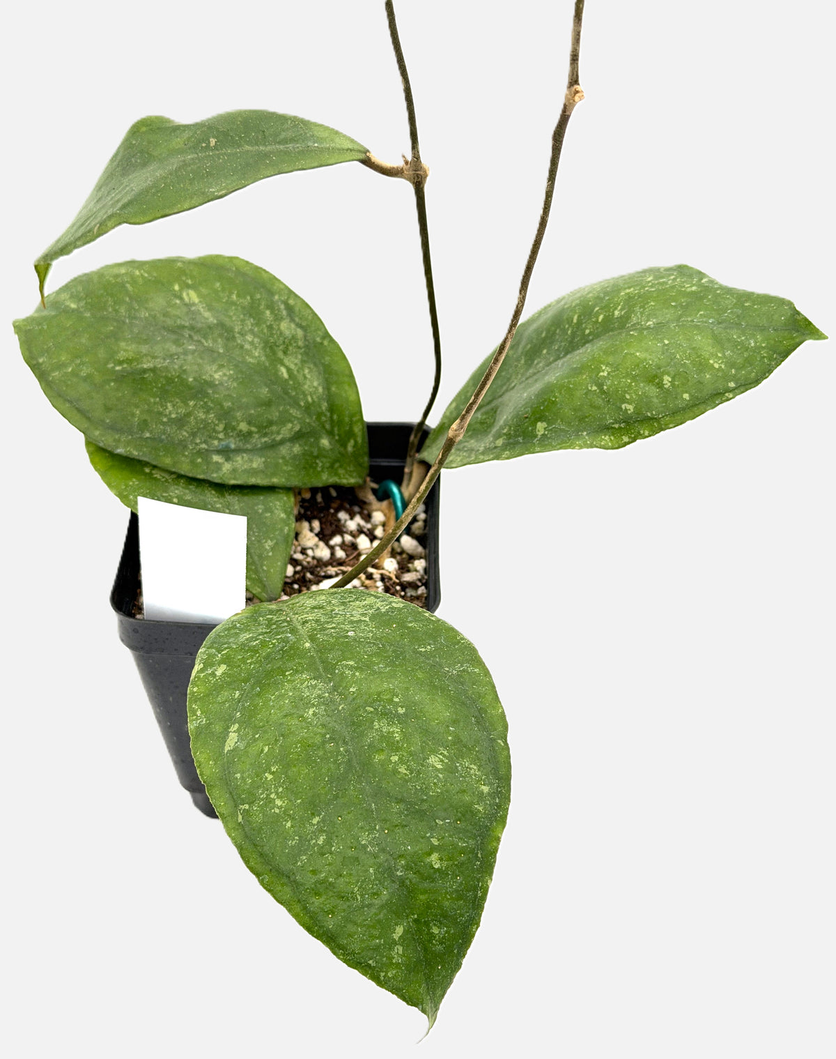 Hoya 'Chicken Farm' - Rooted In 3.5" pot - Rare - Has Multiple Nodes!