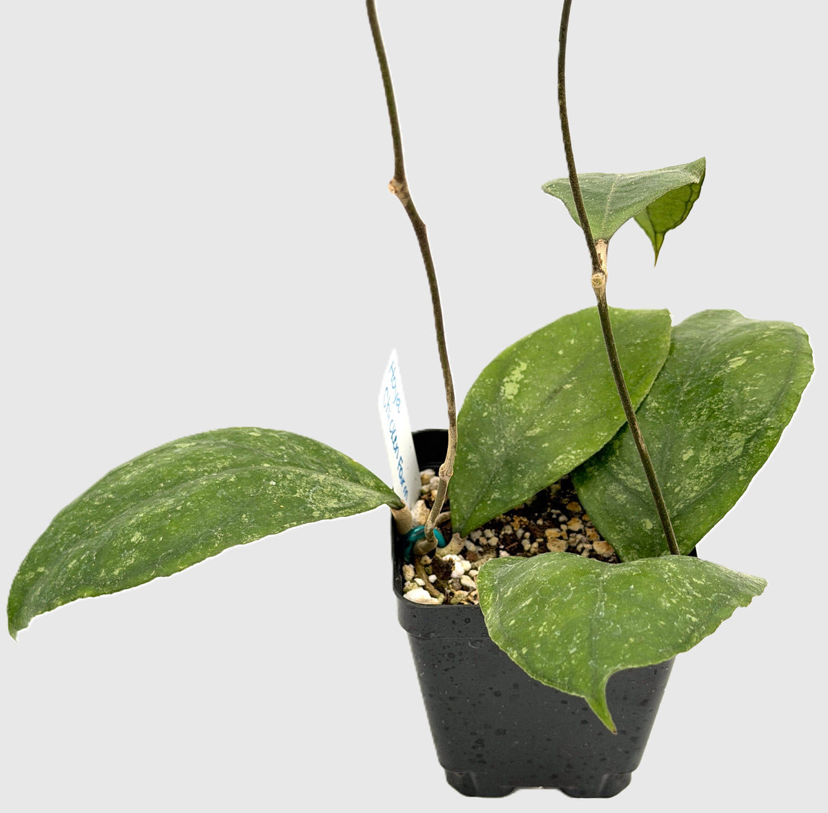 Hoya 'Chicken Farm' - Rooted In 3.5" pot - Rare - Has Multiple Nodes!