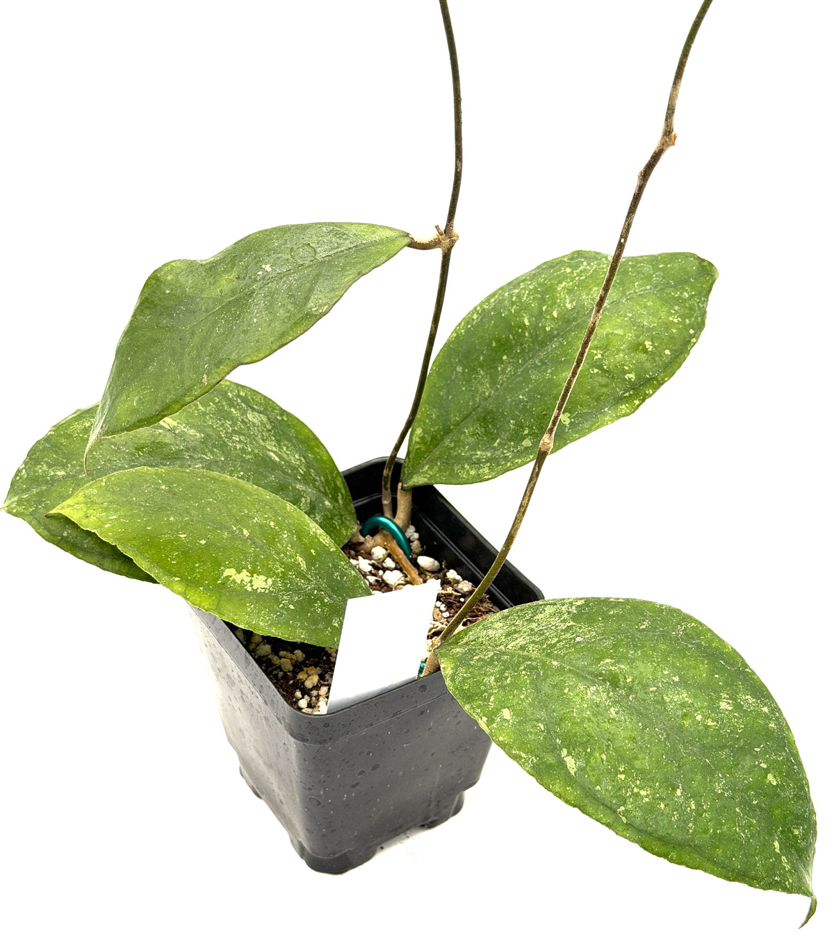 Hoya 'Chicken Farm' - Rooted In 3.5" pot - Rare - Has Multiple Nodes!