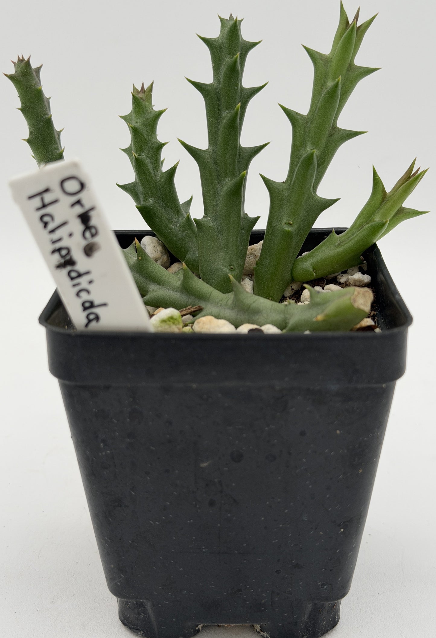 Orbea Halipedicola - Yellow Flower Form - Rooted in 3.5" Pot - RARE