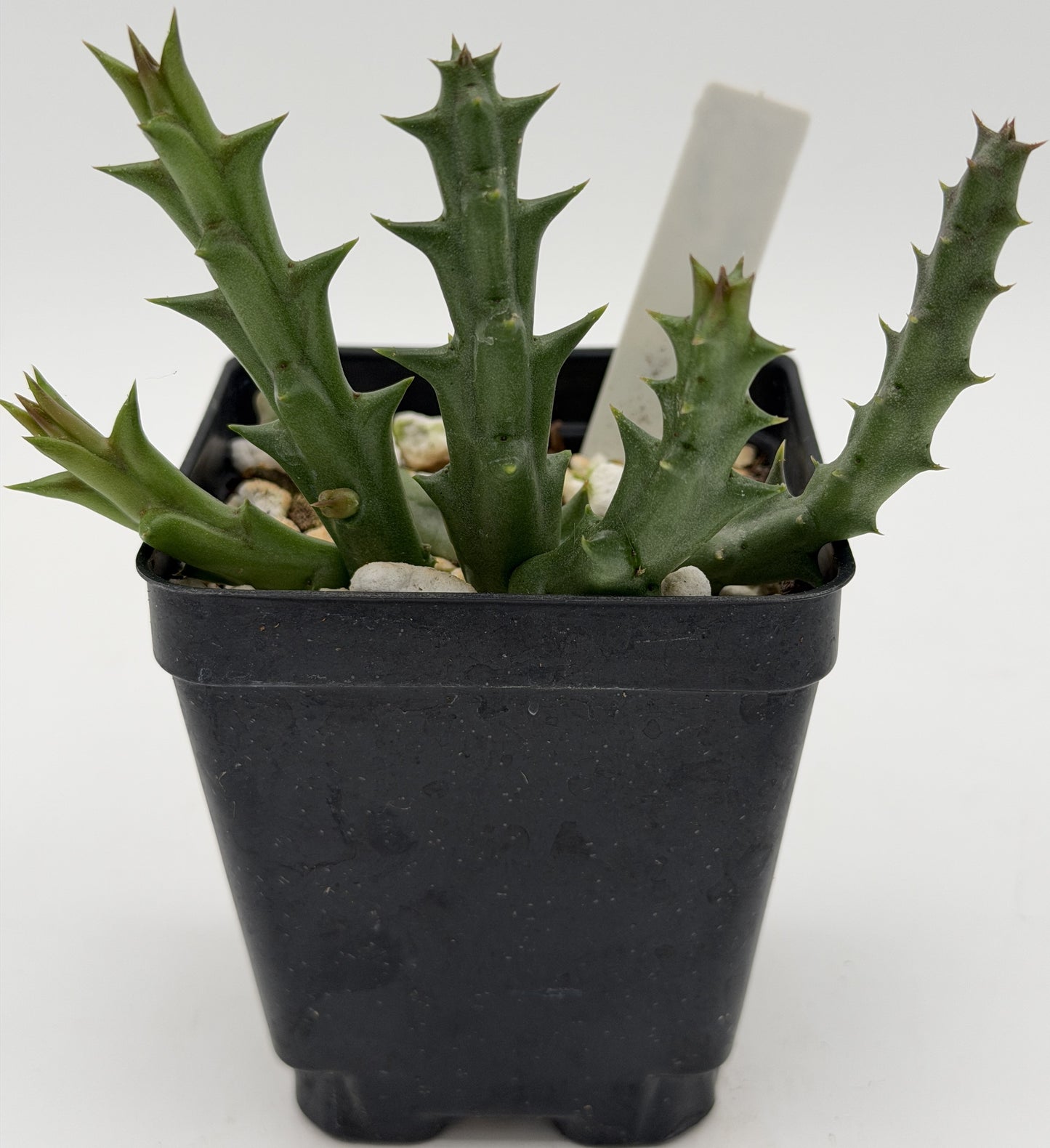 Orbea Halipedicola - Yellow Flower Form - Rooted in 3.5" Pot - RARE