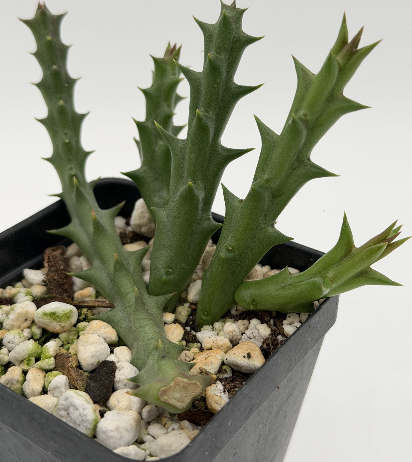 Orbea Halipedicola - Yellow Flower Form - Rooted in 3.5" Pot - RARE