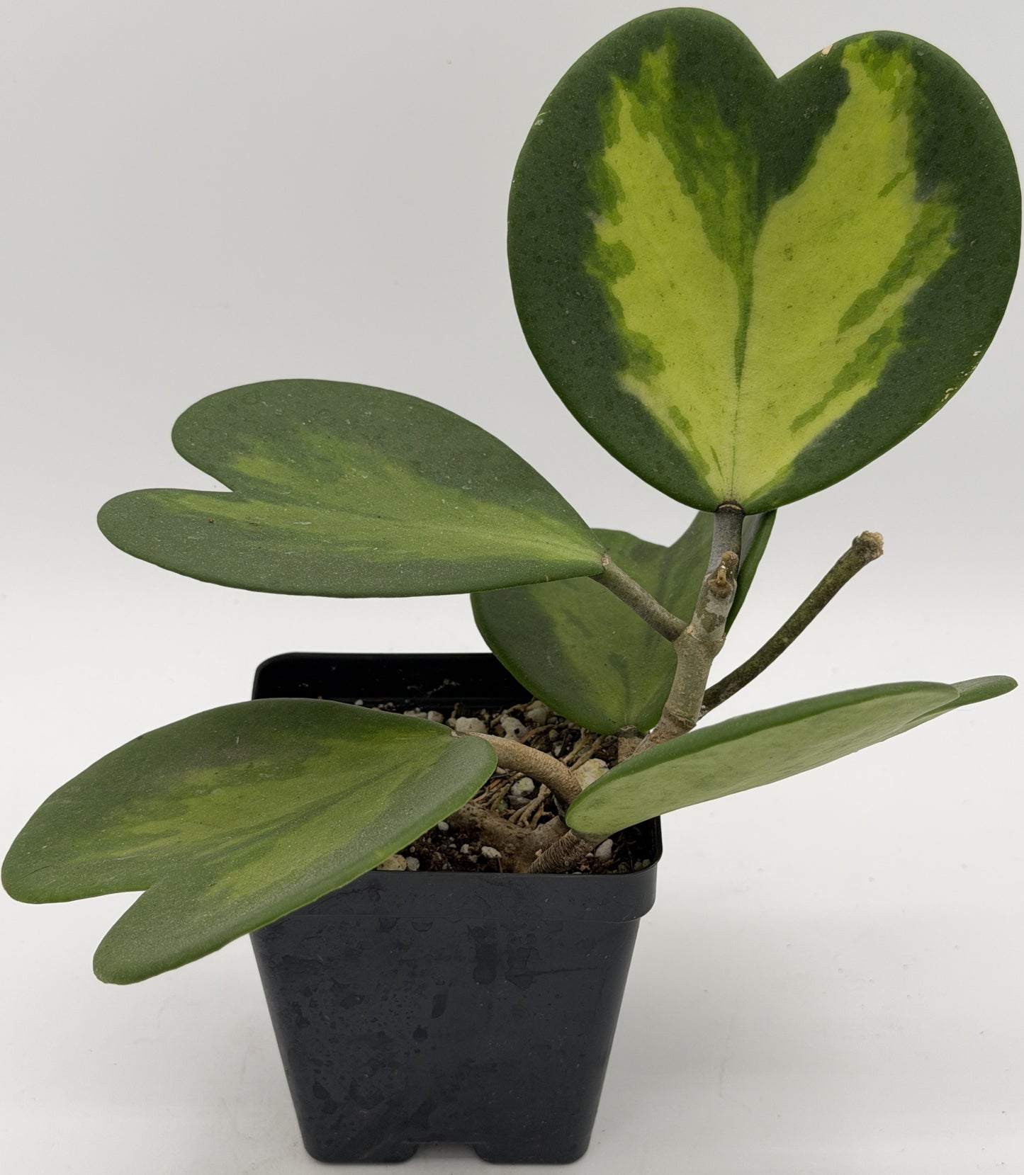 Hoya Kerrii Variegated - Rooted In 3.5" pot - Heart Hoya - Multi-Nodes!