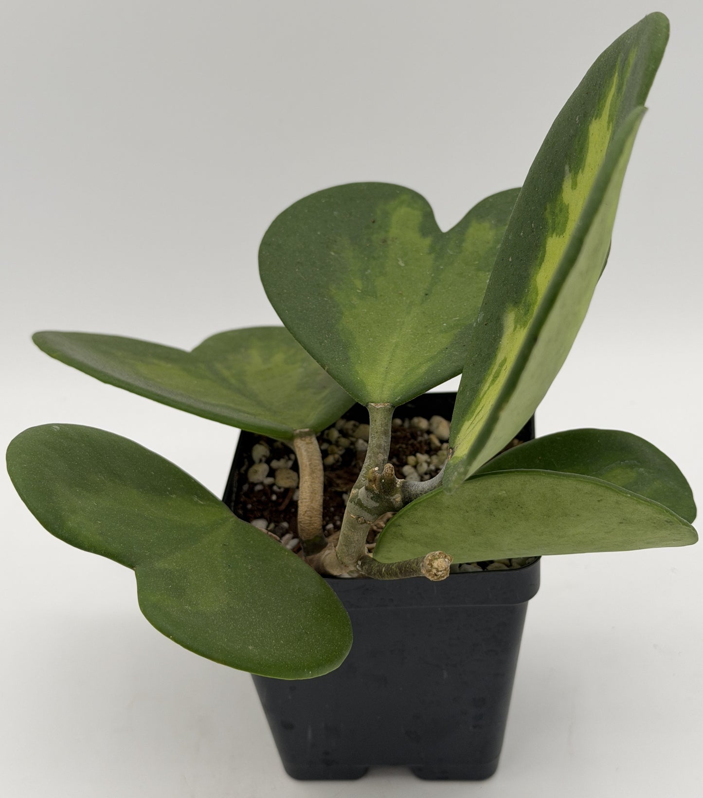 Hoya Kerrii Variegated - Rooted In 3.5" pot - Heart Hoya - Multi-Nodes!