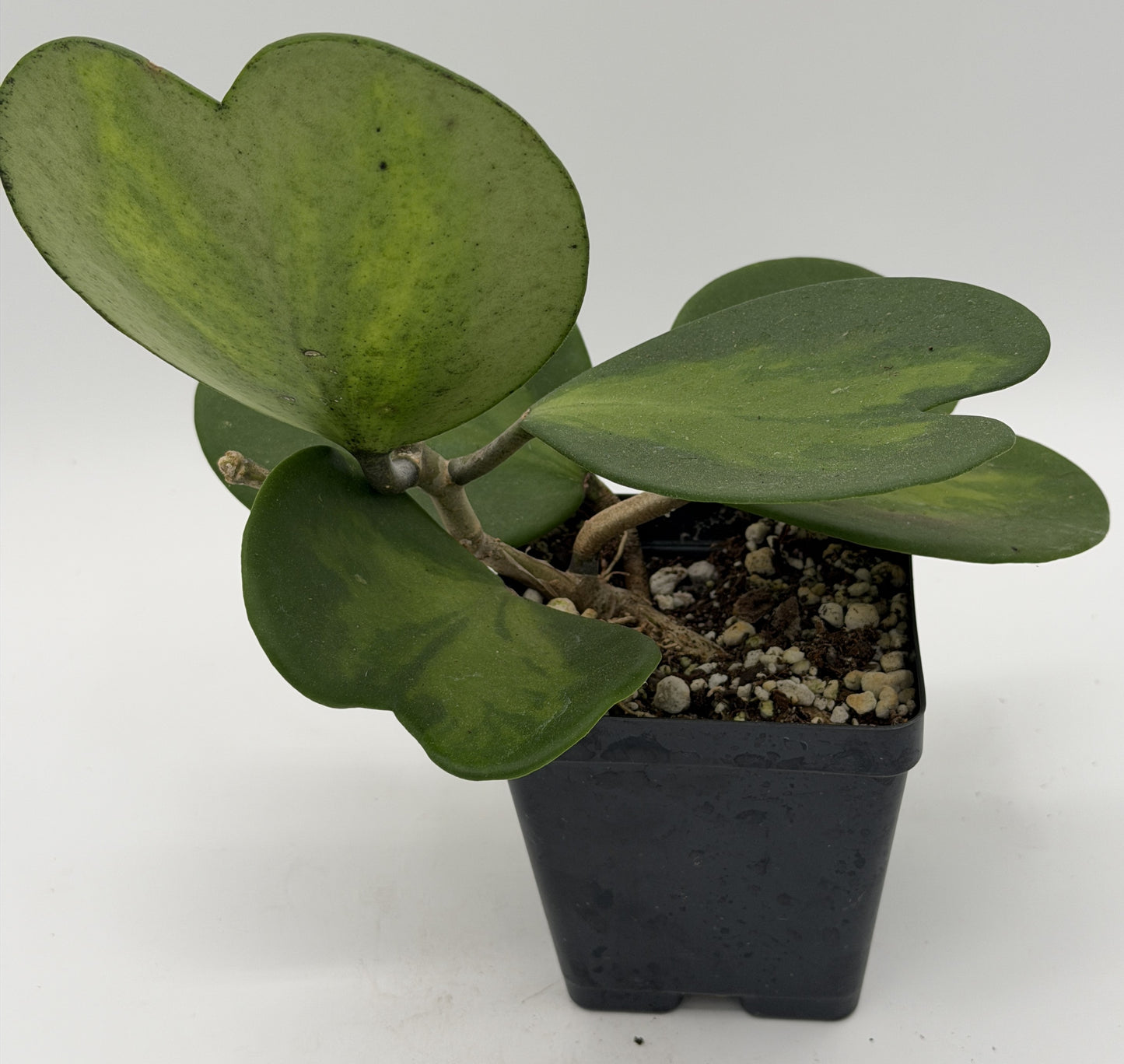 Hoya Kerrii Variegated - Rooted In 3.5" pot - Heart Hoya - Multi-Nodes!