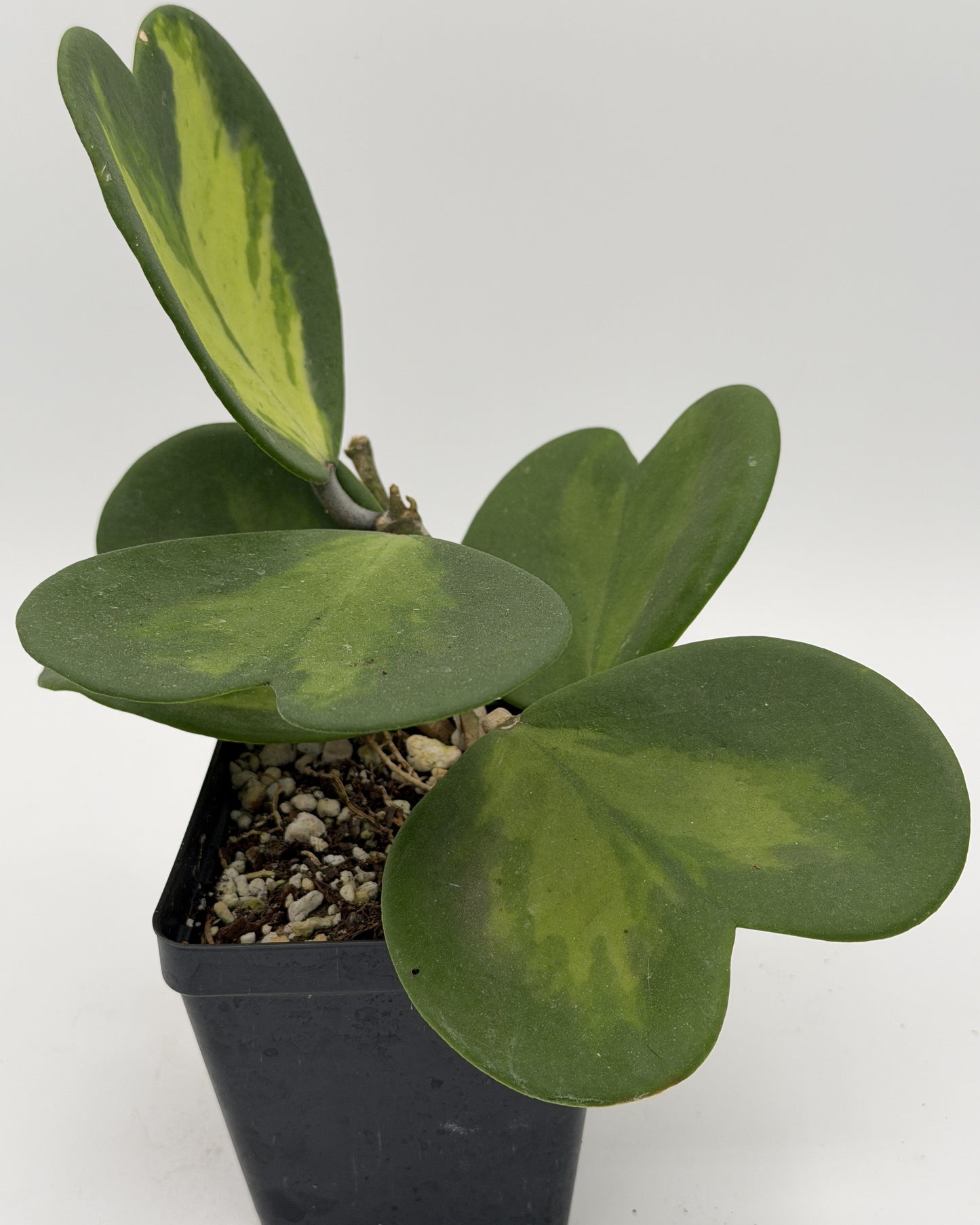 Hoya Kerrii Variegated - Rooted In 3.5" pot - Heart Hoya - Multi-Nodes!