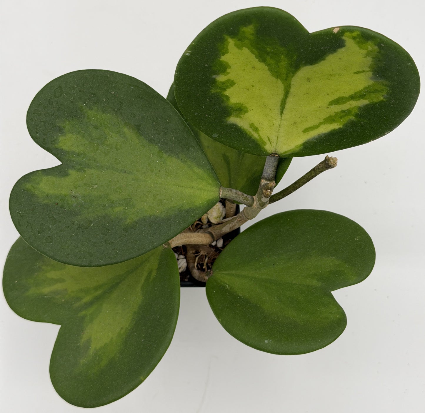 Hoya Kerrii Variegated - Rooted In 3.5" pot - Heart Hoya - Multi-Nodes!