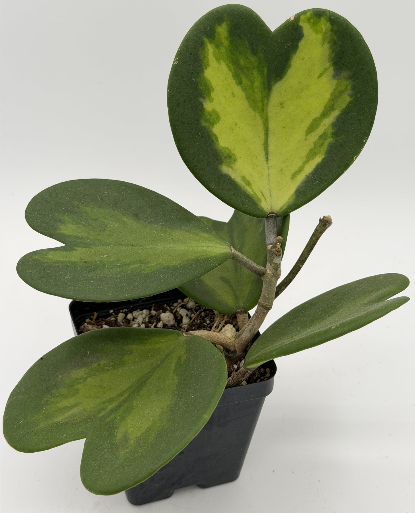 Hoya Kerrii Variegated - Rooted In 3.5" pot - Heart Hoya - Multi-Nodes!