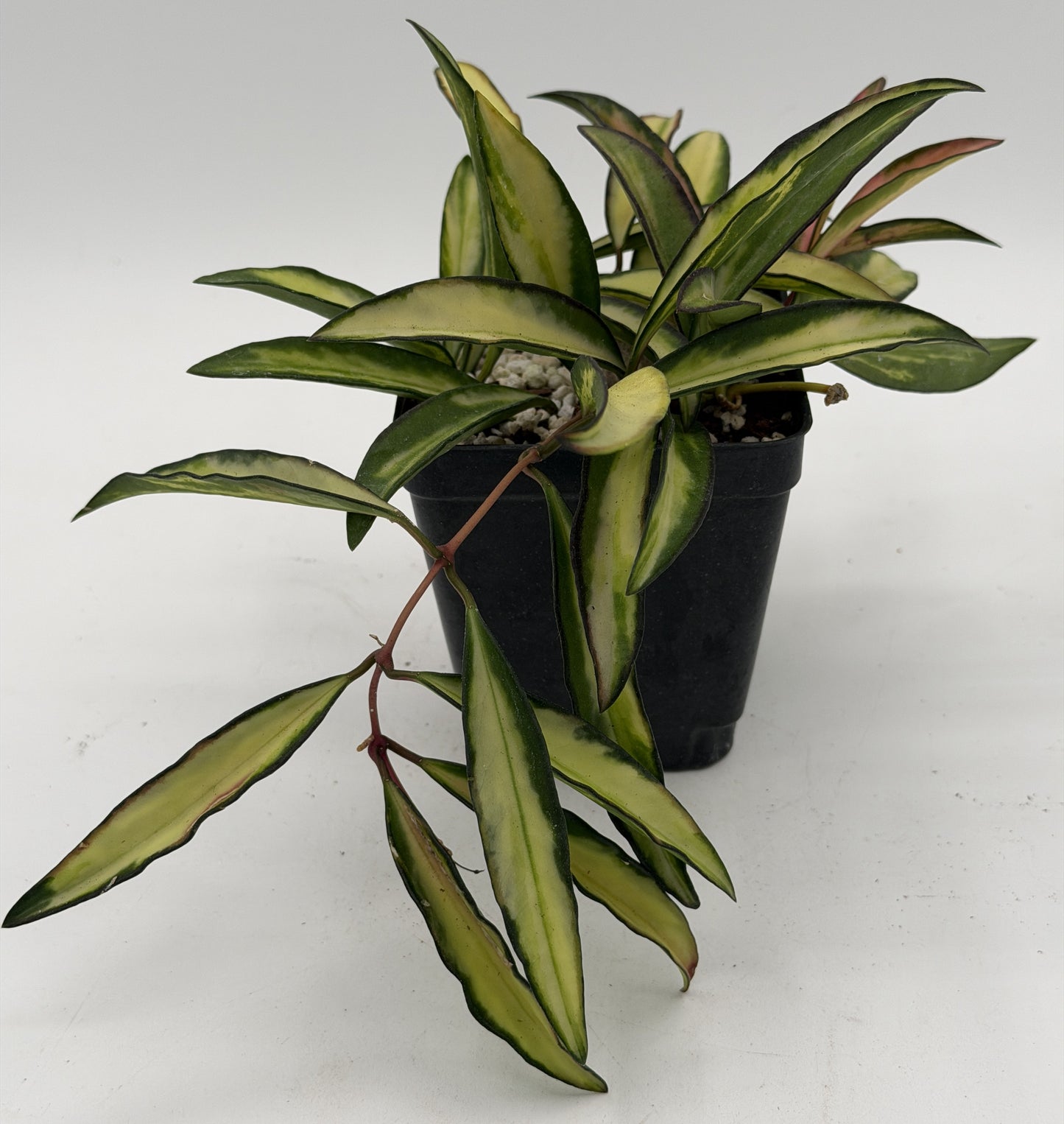 Hoya Wayetii Variegated - Rooted In 3.5" Pot - Wax Plant - Multiple Nodes! Easy to Grow