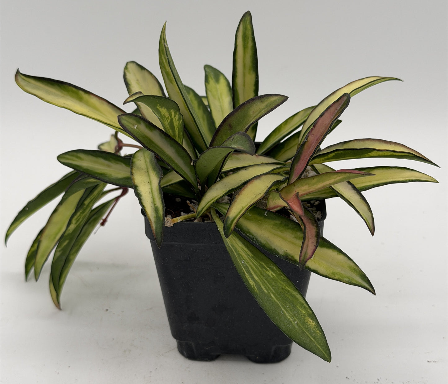Hoya Wayetii Variegated - Rooted In 3.5" Pot - Wax Plant - Multiple Nodes! Easy to Grow