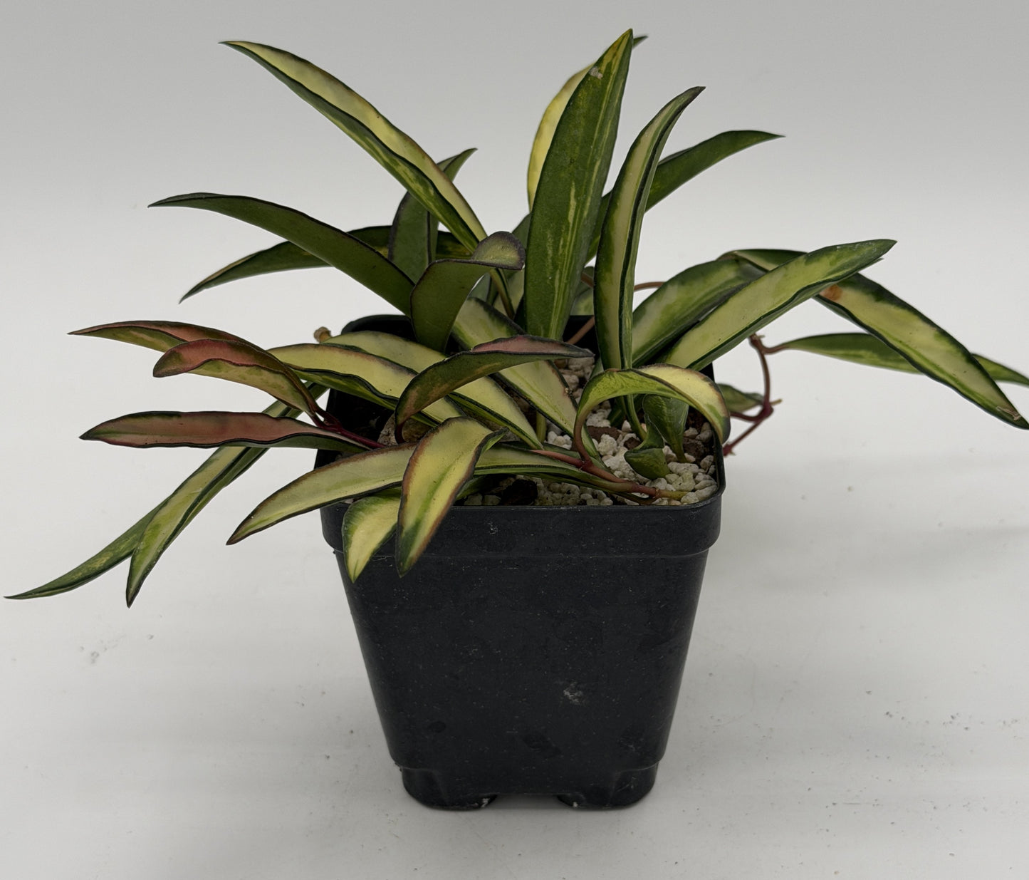 Hoya Wayetii Variegated - Rooted In 3.5" Pot - Wax Plant - Multiple Nodes! Easy to Grow