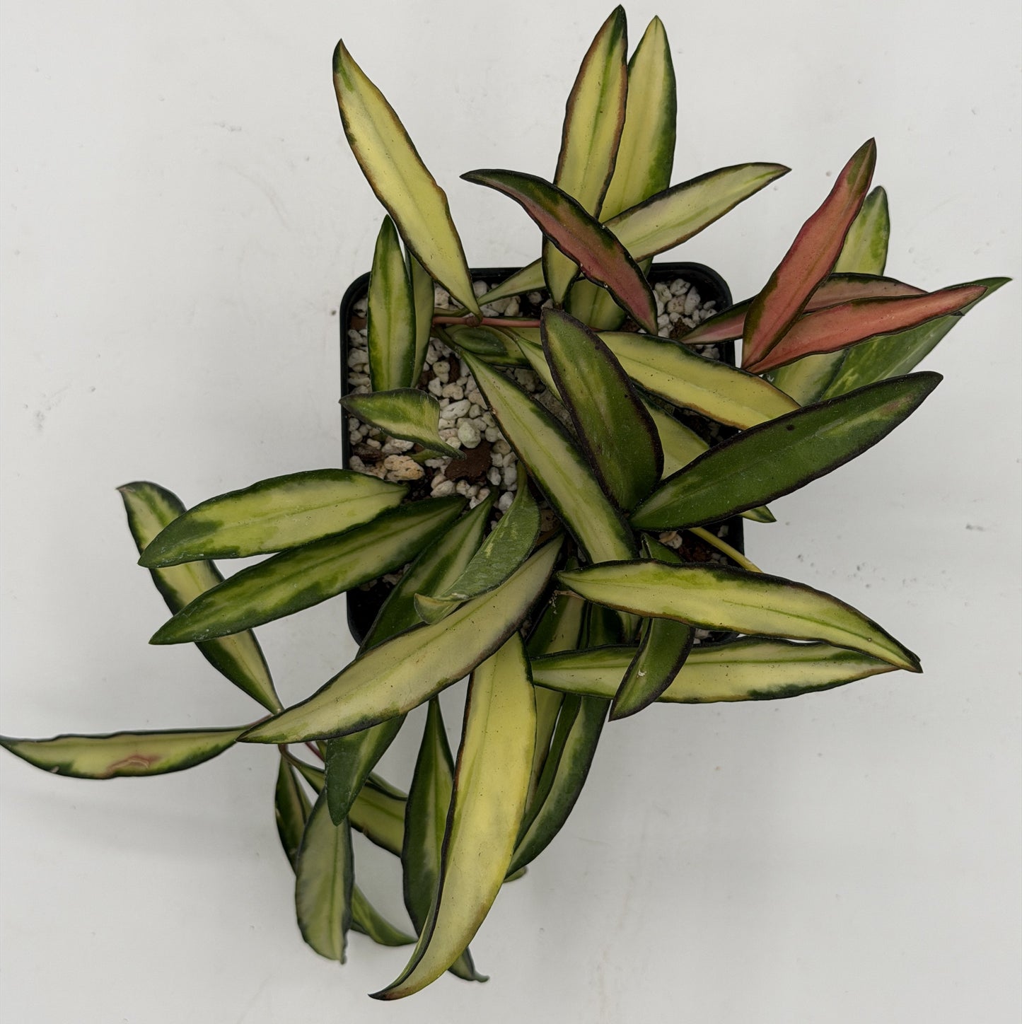 Hoya Wayetii Variegated - Rooted In 3.5" Pot - Wax Plant - Multiple Nodes! Easy to Grow