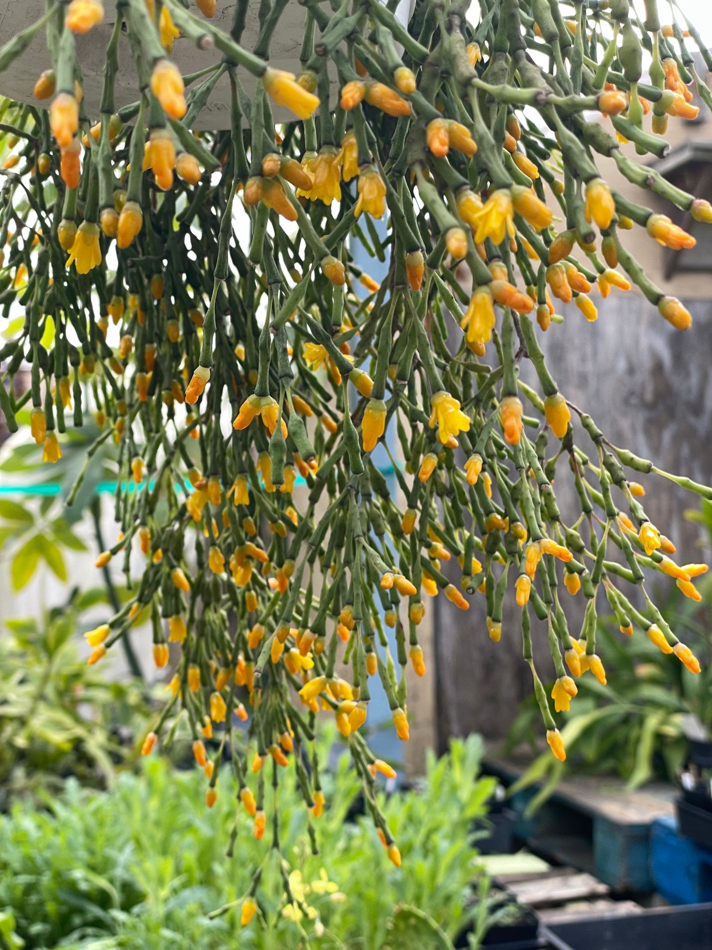Hatiora Salicornioides Cactus Ready For Hanging Basket - Ships In 3.5" Pot , Well-Rooted! Cannot Ship To California/Arizona