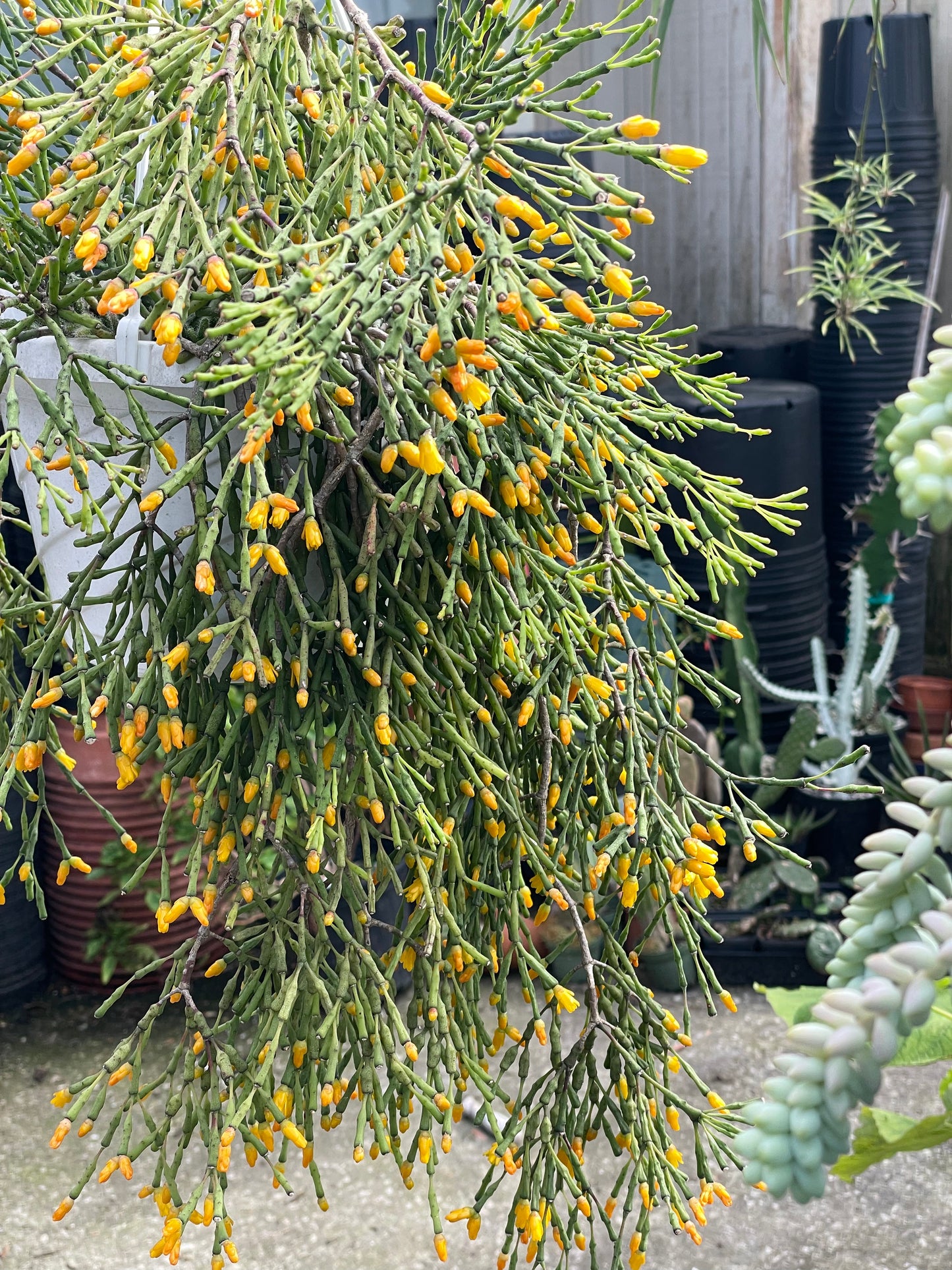 Hatiora Salicornioides Cactus Ready For Hanging Basket - Ships In 3.5" Pot , Well-Rooted! Cannot Ship To California/Arizona