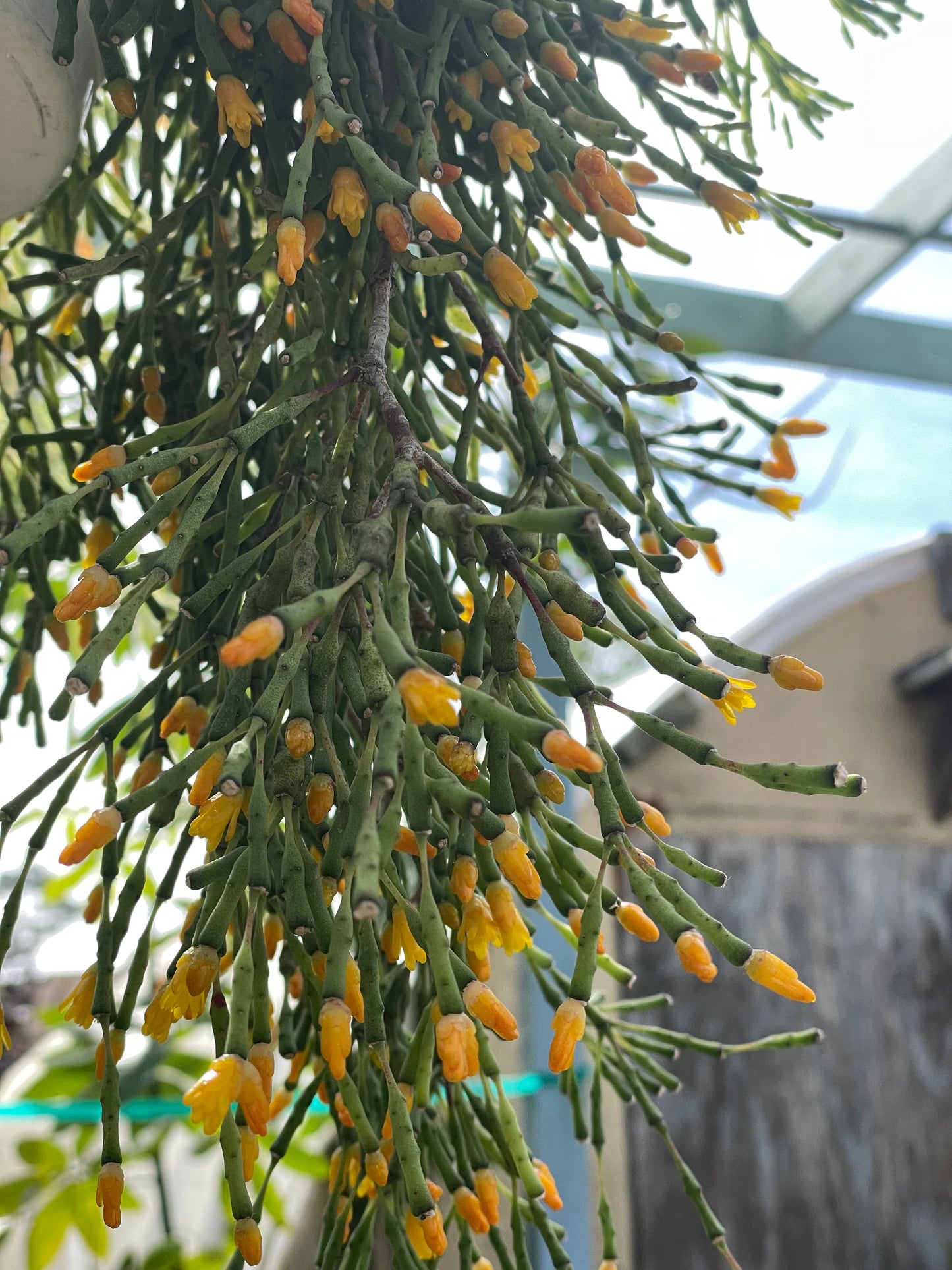 Hatiora Salicornioides Cactus Ready For Hanging Basket - Ships In 3.5" Pot , Well-Rooted! Cannot Ship To California/Arizona