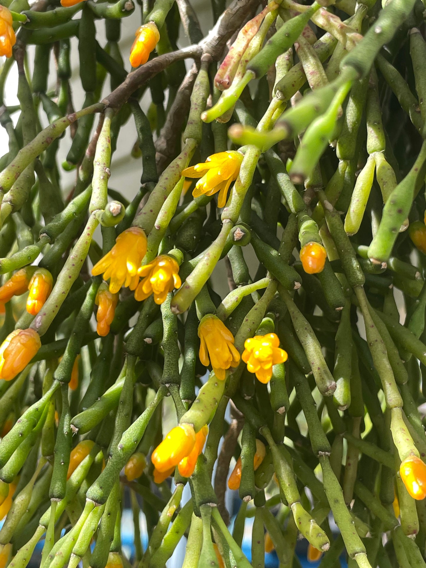 Hatiora Salicornioides Cactus Ready For Hanging Basket - Ships In 3.5" Pot , Well-Rooted! Cannot Ship To California/Arizona