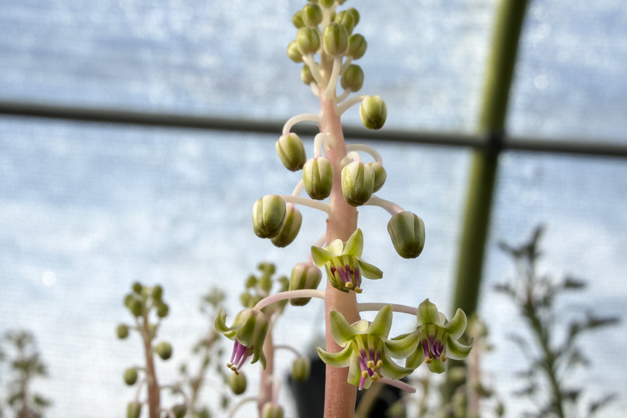 Silver Squill- Ledebouria socialis - Live Plant! Ships in 3.5 Inch Pot Shown!