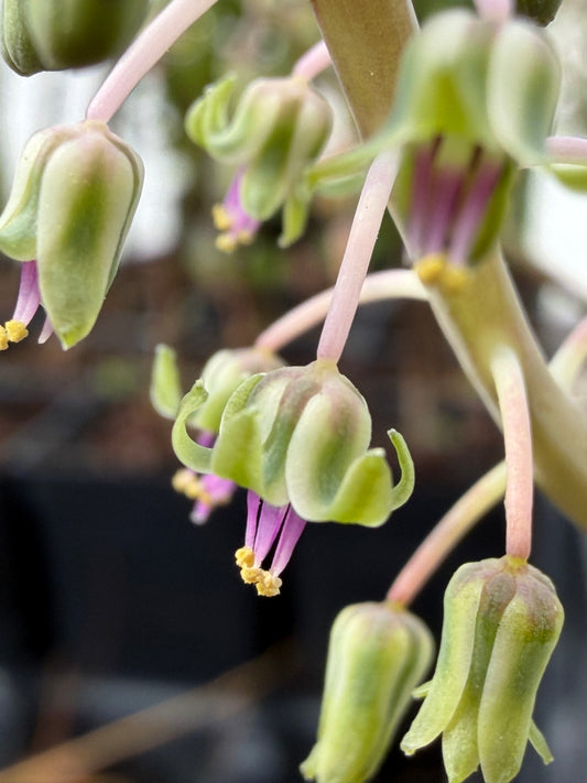 Silver Squill- Ledebouria socialis - Live Plant! Ships in 3.5 Inch Pot Shown!