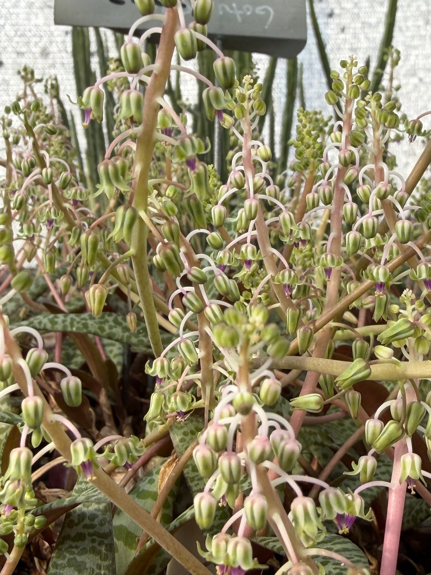 Silver Squill- Ledebouria socialis - Live Plant! Ships in 3.5 Inch Pot Shown!